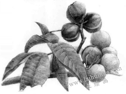山核桃的素描畫法步驟11，逐個(gè)細(xì)化