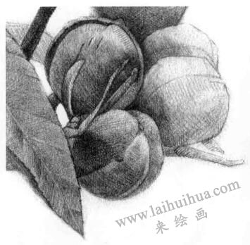 山核桃的素描畫法步驟12，逐個(gè)細(xì)化