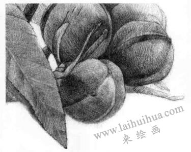 山核桃的素描畫法步驟13，逐個(gè)細(xì)化