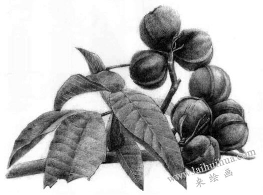 山核桃的素描畫法