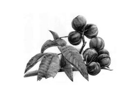 山核桃的素描畫(huà)法