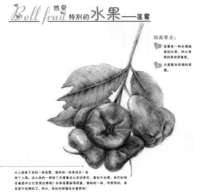 蓮霧的素描畫法