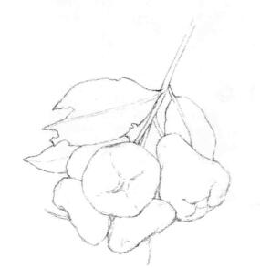 蓮霧的素描畫法步驟03,畫線稿