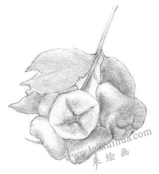蓮霧的素描畫法步驟,鋪大色