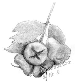 蓮霧的素描畫法步驟02,逐個細(xì)化