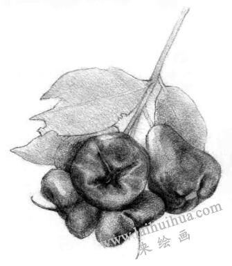 蓮霧的素描畫法步驟05,逐個細(xì)化