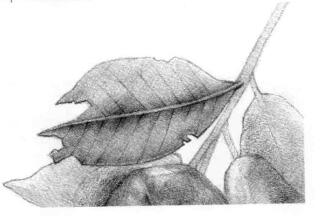蓮霧的素描畫法步驟06,逐個細(xì)化