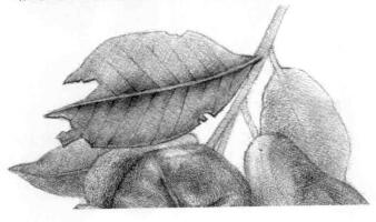蓮霧的素描畫法步驟07,逐個細(xì)化