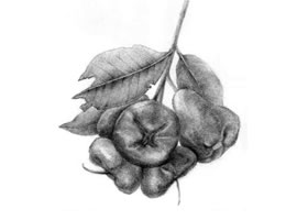 蓮霧的素描畫(huà)法