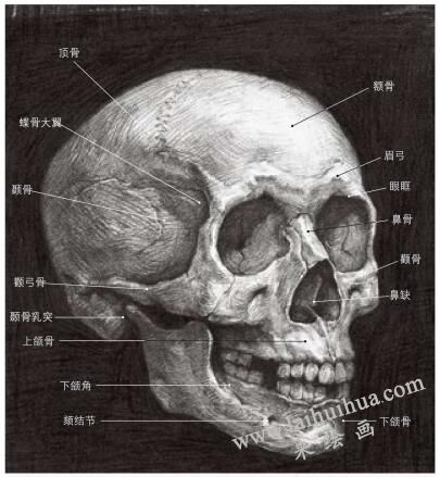 素描人像解剖畫(huà)法