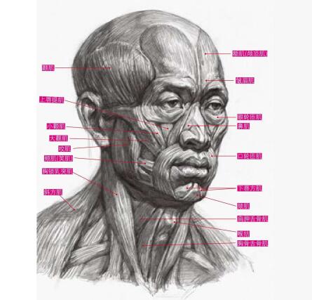 素描人像透視畫法