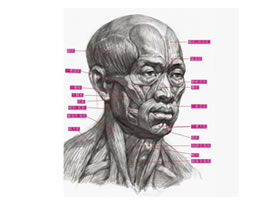 素描人像透視畫(huà)法