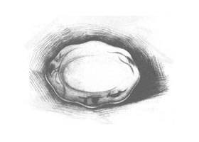 盤子素描