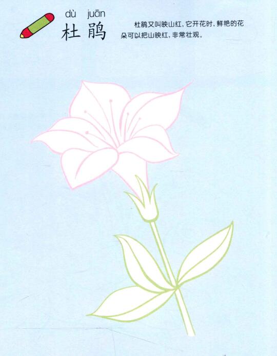 杜鵑花兒童畫