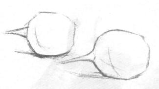 蘿卜素描畫法步驟01