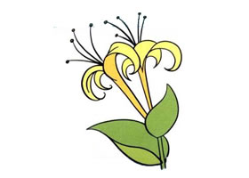 金銀花兒童畫
