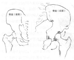 簡(jiǎn)化盆骨區(qū)的繪制02
