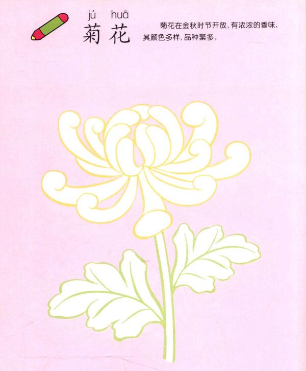 菊花兒童畫