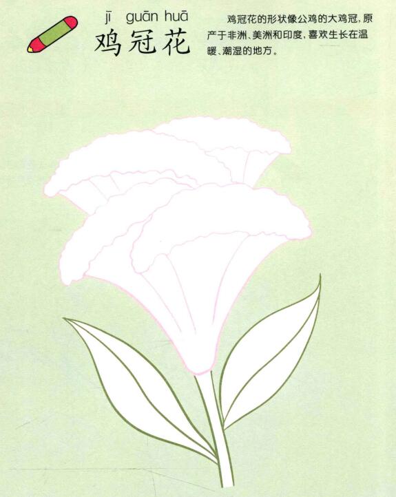雞冠花兒童畫