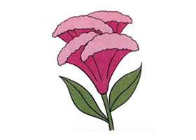 雞冠花兒童畫