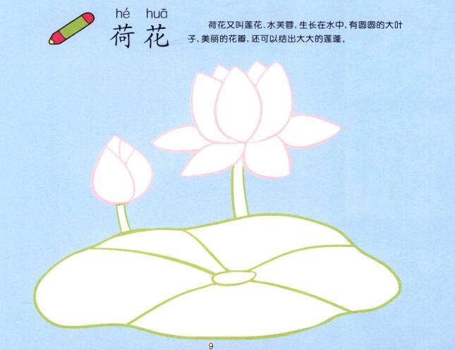 荷花兒童畫