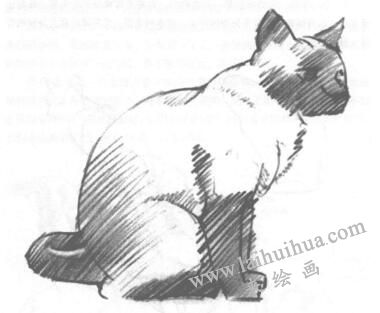 貓的素描畫法
