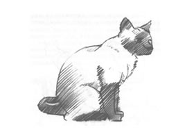 貓的素描畫(huà)法