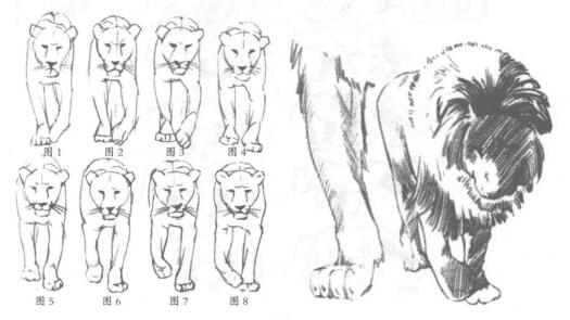 獅子的正面素描方法