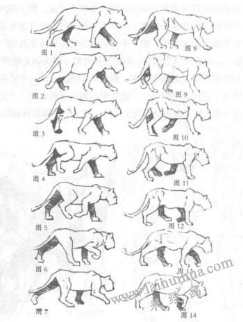 獅子的側(cè)面素描方法