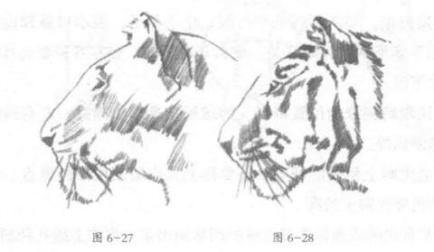 老虎頭部側(cè)面素描畫法