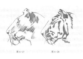 老虎頭部素描