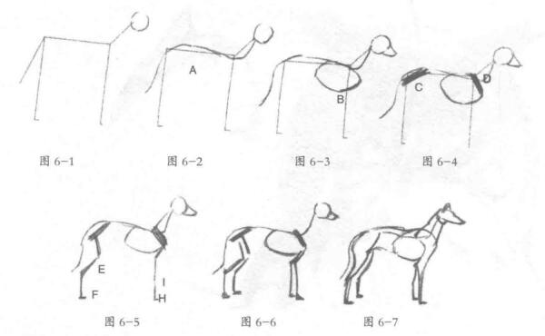 動(dòng)物素描的繪制步驟