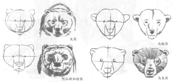 熊的頭部素描畫法