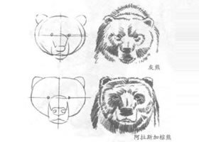 熊的頭部素描方法