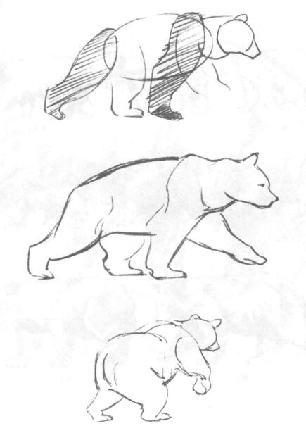 如何素描行走的熊？