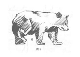 如何素描行走的熊？