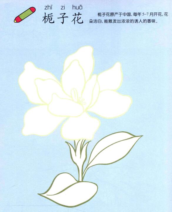 梔子花兒童畫