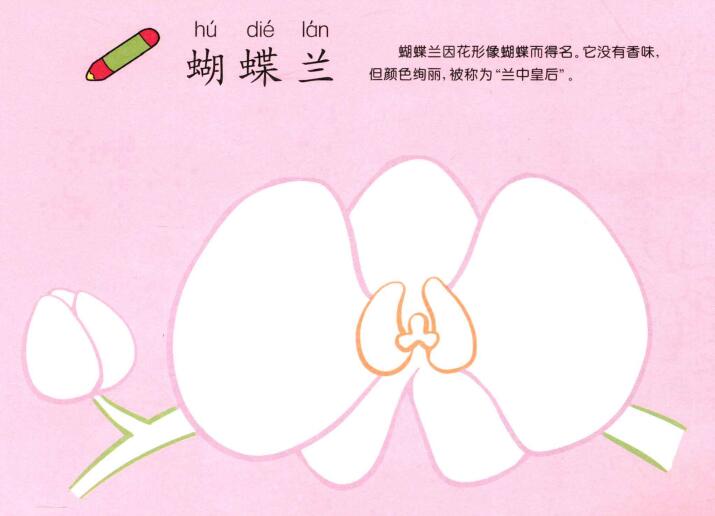 蝴蝶蘭兒童畫