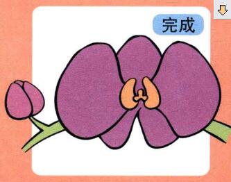 蝴蝶蘭兒童畫