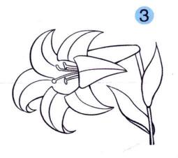 百合花兒童畫(huà)畫(huà)法步驟03
