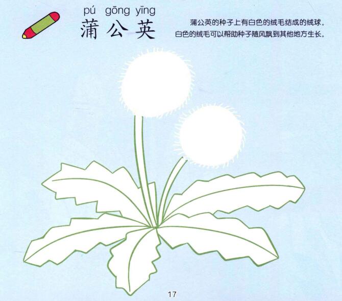 蒲公英兒童畫