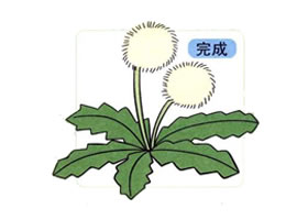 蒲公英兒童畫