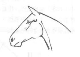 馬頭的素描方法