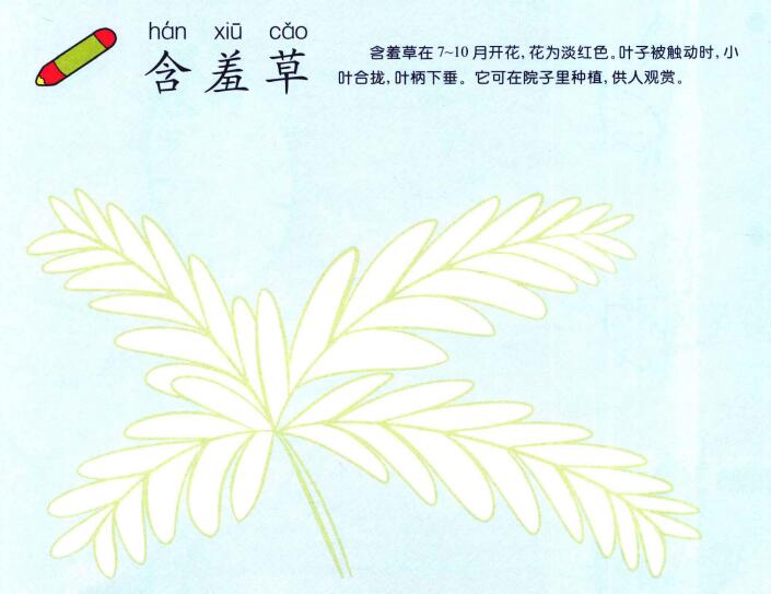 含羞草兒童畫