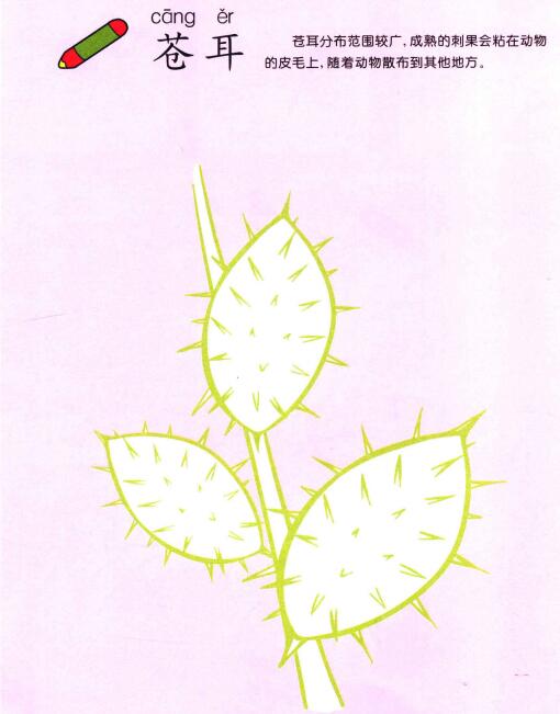 蒼耳兒童畫(huà)法