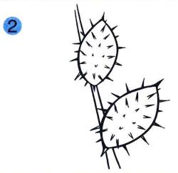 蒼耳兒童畫(huà)畫(huà)法步驟02
