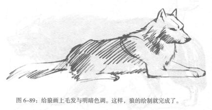 狼的素描繪制方法步驟03