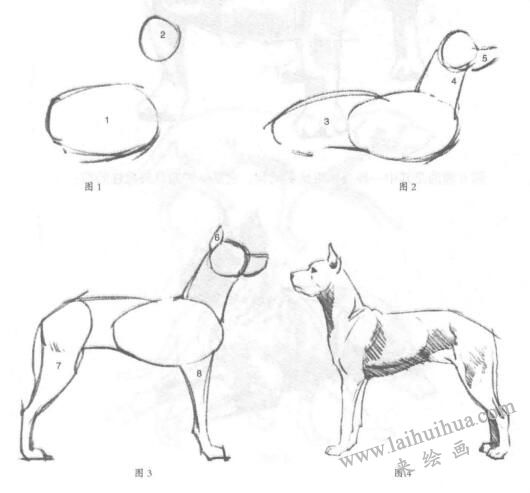 狗的素描畫法01