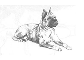 狗的素描畫(huà)法