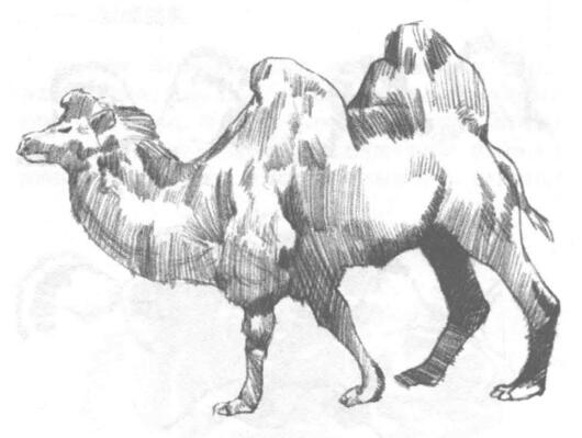 雙峰駱駝素描畫法